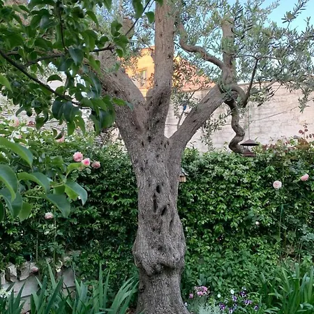 Trulli Madia Luxury Daire *